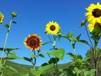 /album/les-fleurs-sont-des-compagnes-pour-les-legumes-et-les-fruits/a1376207527570-jpg/