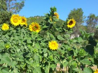 /album/les-fleurs-sont-des-compagnes-pour-les-legumes-et-les-fruits/a20140727-101409-jpg/