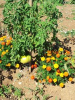 /album/les-fleurs-sont-des-compagnes-pour-les-legumes-et-les-fruits/a20140727-101631-jpg/