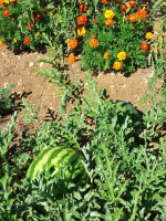 /album/les-fleurs-sont-des-compagnes-pour-les-legumes-et-les-fruits/a20140727-101646-jpg/