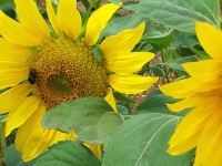/album/les-fleurs-sont-des-compagnes-pour-les-legumes-et-les-fruits/a20140720-112244-jpg/