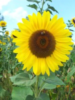 /album/les-fleurs-sont-des-compagnes-pour-les-legumes-et-les-fruits/a20140804-144624-jpg/